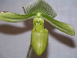 兰花