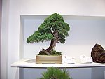 不老松 盆景