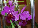 粉红色 兰花