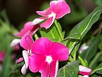 粉红色 长春花