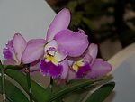 粉红色 兰花