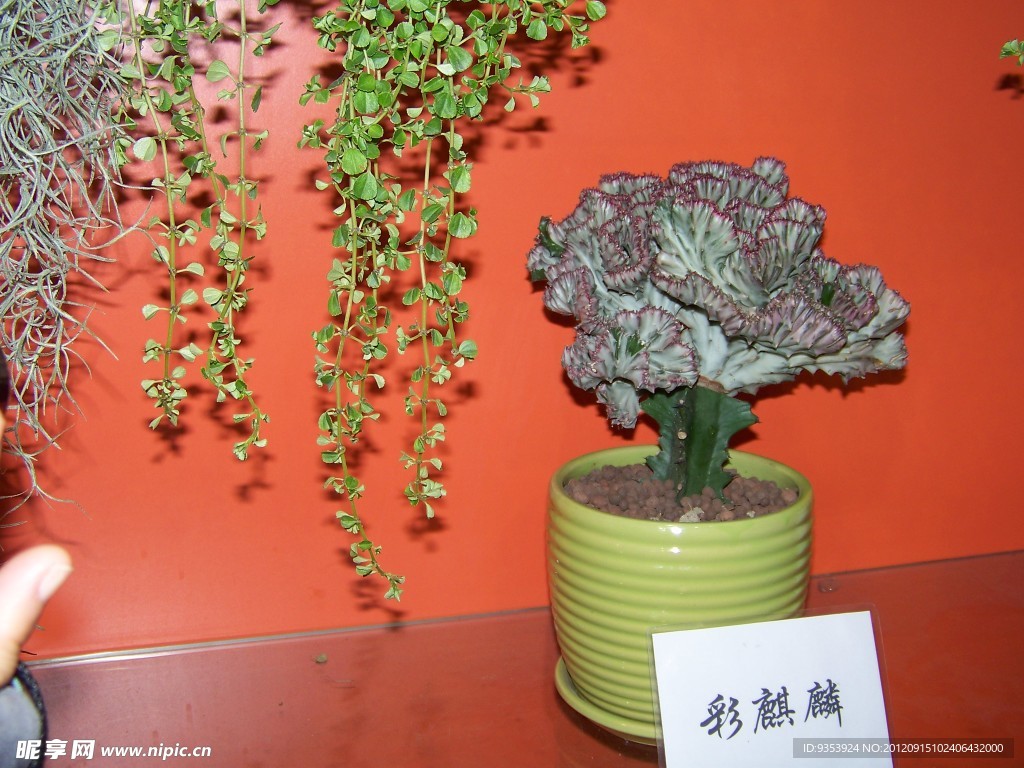 仙人掌