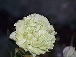 仙人掌花