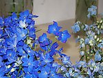 蓝色 花卉