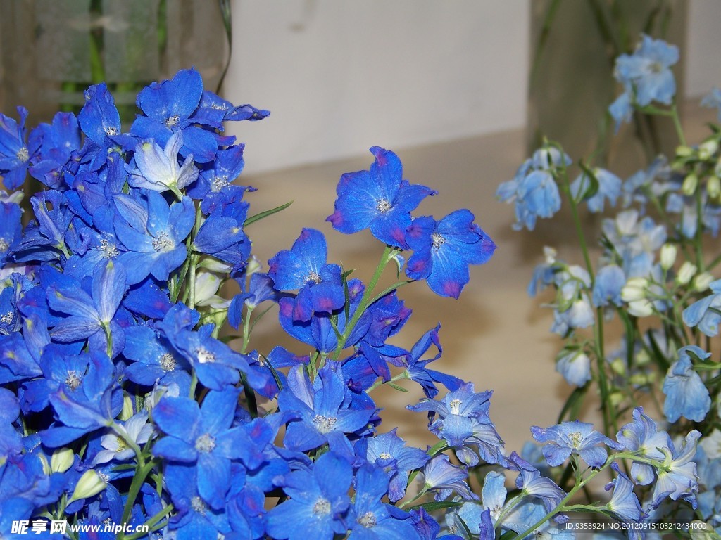 蓝色 花卉