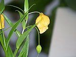黄花
