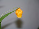 黄花