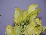 兰花