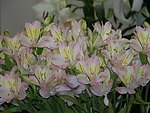 百合花