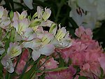 百合花