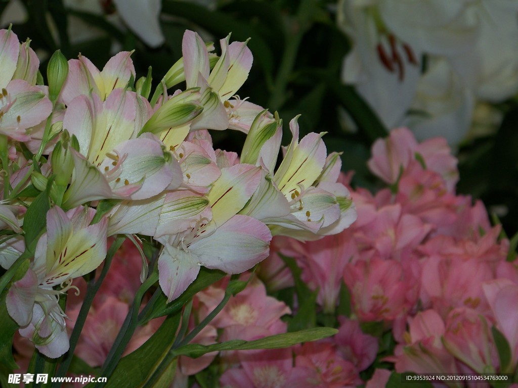 百合花