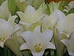 百合花