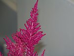鸡冠花