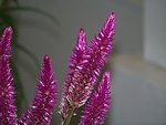 鸡冠花