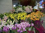 百合花