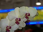 蝴蝶兰