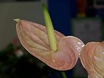 红掌