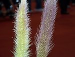 紫色狗尾草