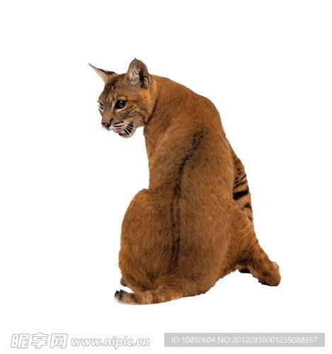 猫科动物