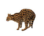 豹猫