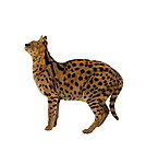 豹猫
