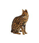 豹猫