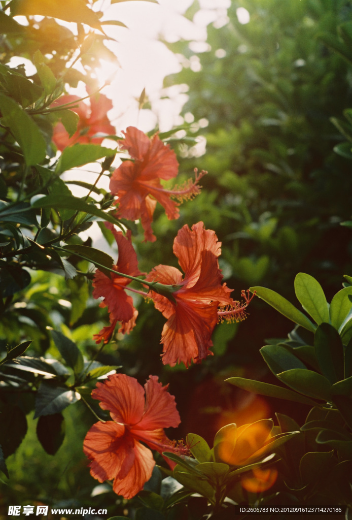 扶桑花
