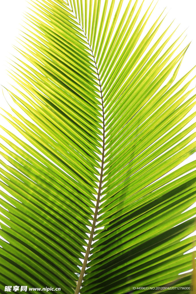 棕榈叶