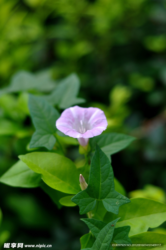 花儿