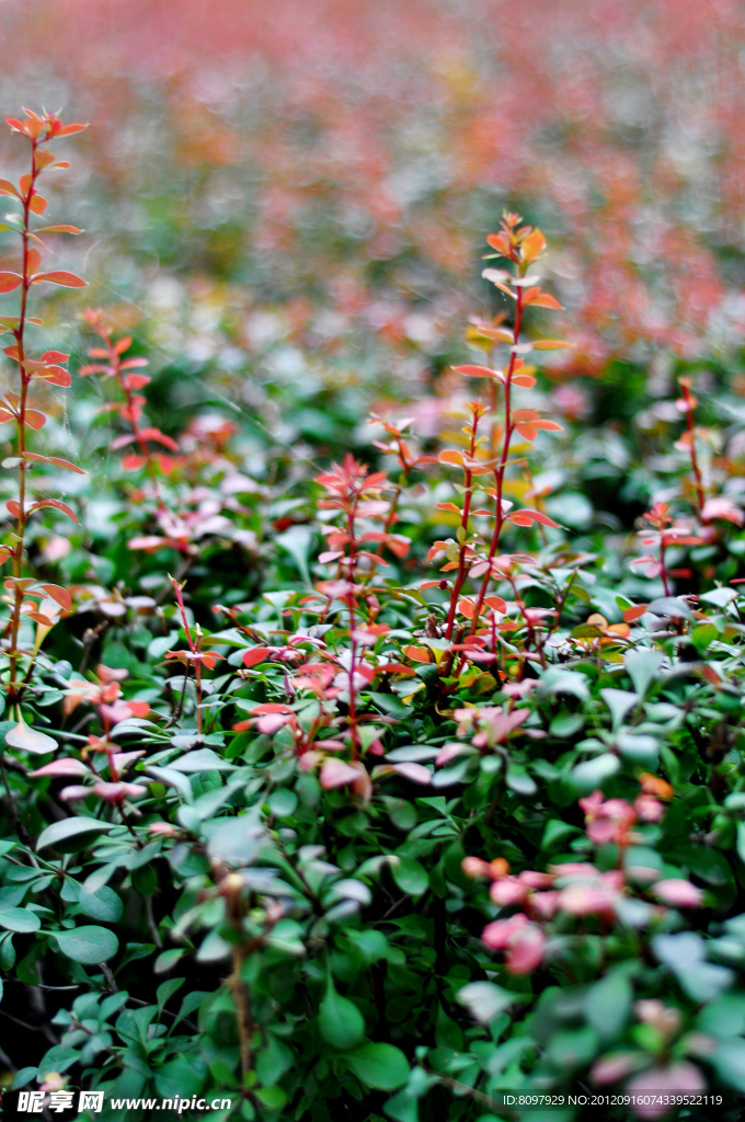 花草