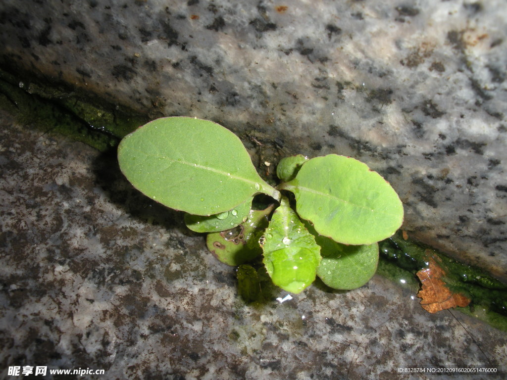 小草