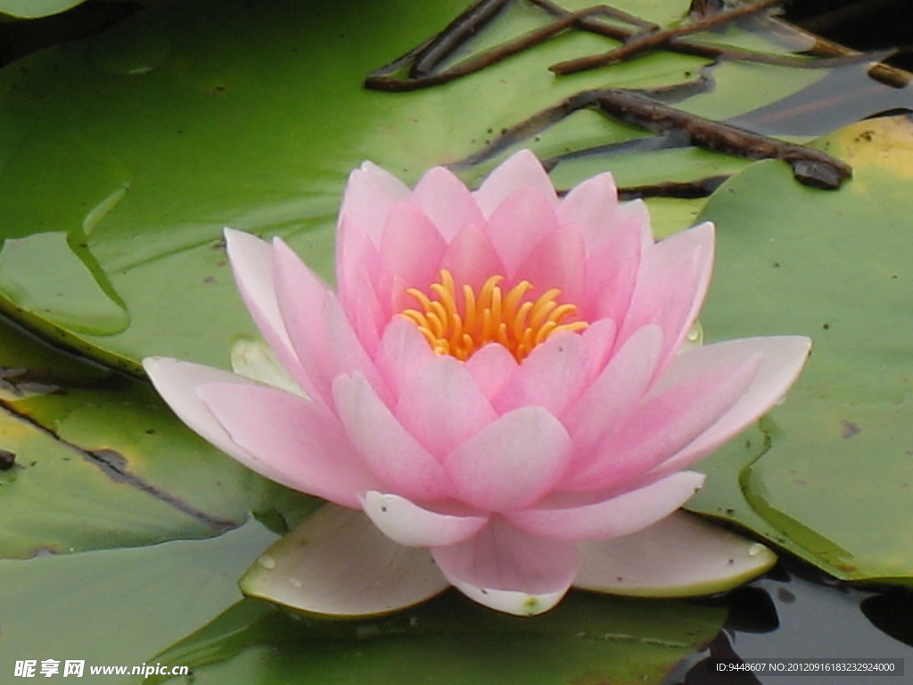莲花