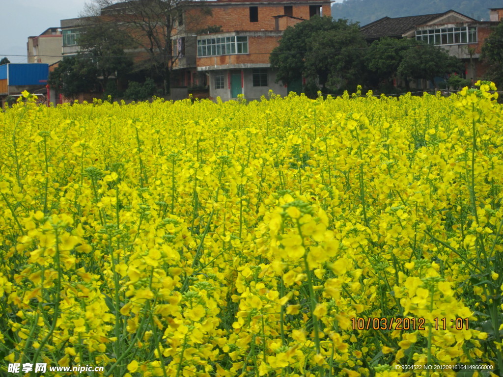 油菜花景观