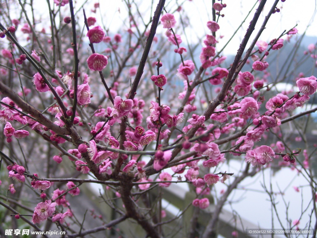 梅花特写