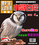 期刊封面设计