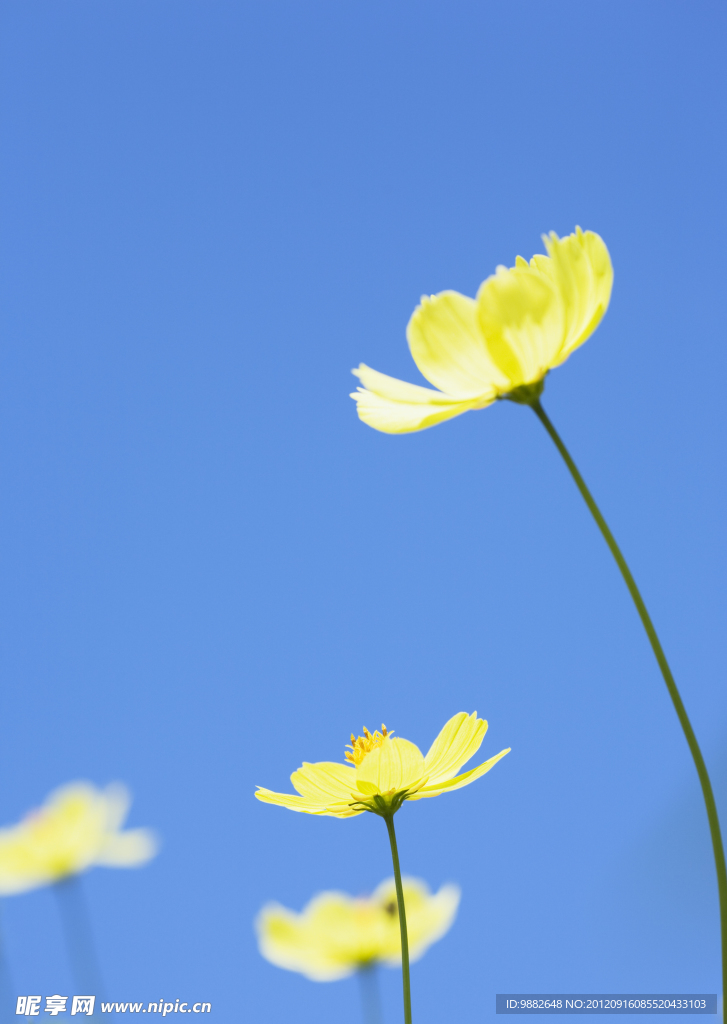 金鸡菊