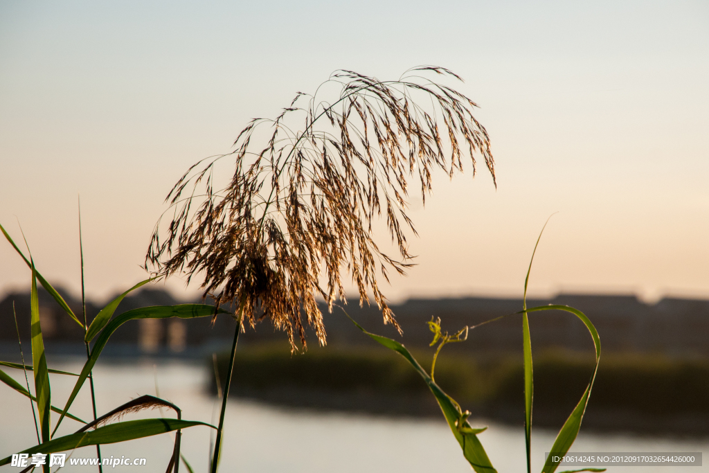 芦苇