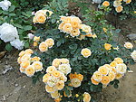 月季花