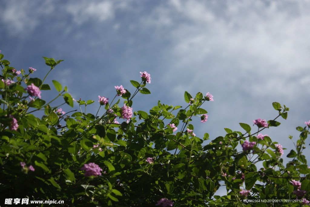 花与蓝天