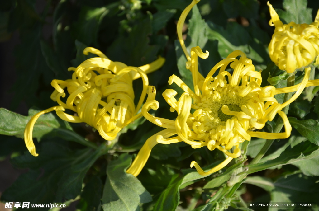 菊花