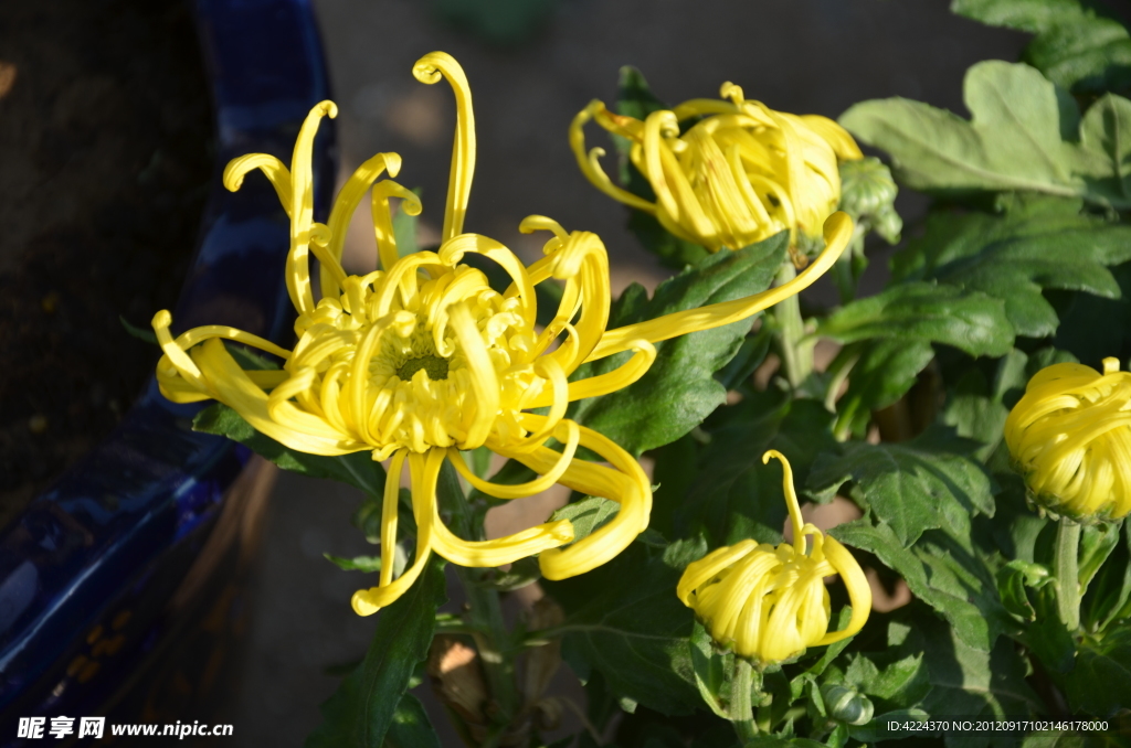 菊花