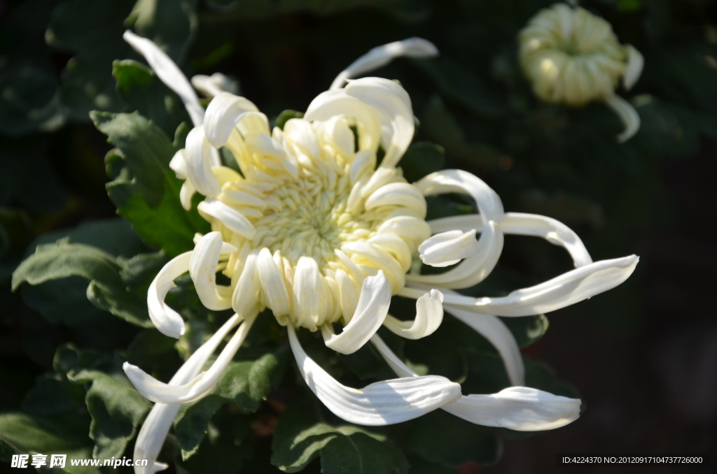 菊花