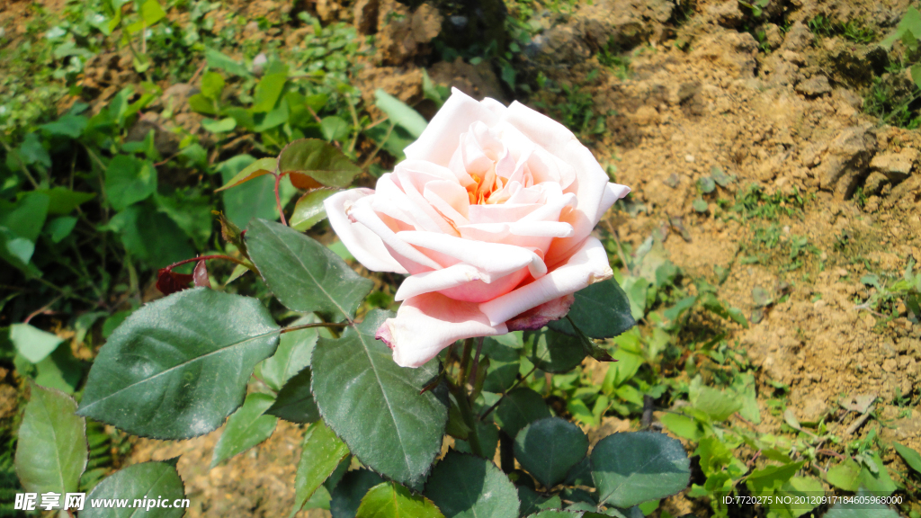 月季花