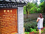 西双版纳紫娟茶园
