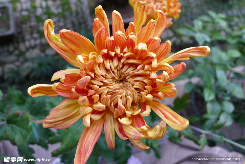 菊花