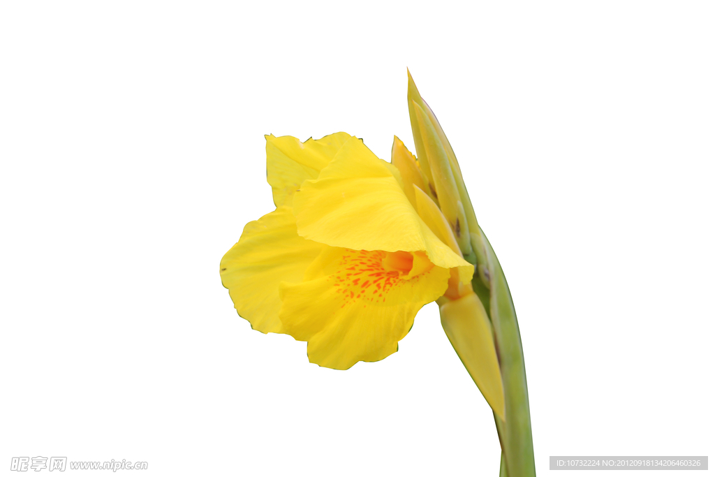 一支花