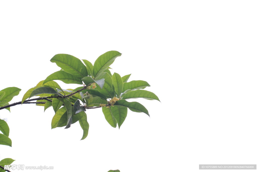 西施故里 桂花