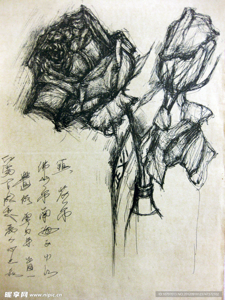 手绘玫瑰