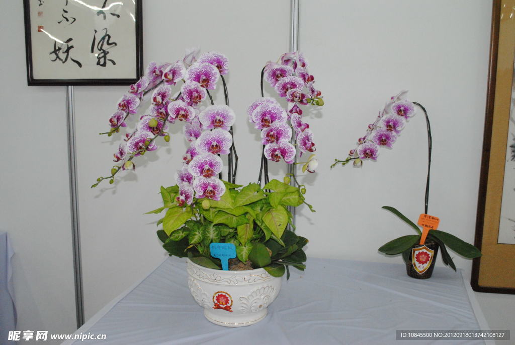 蝴蝶兰