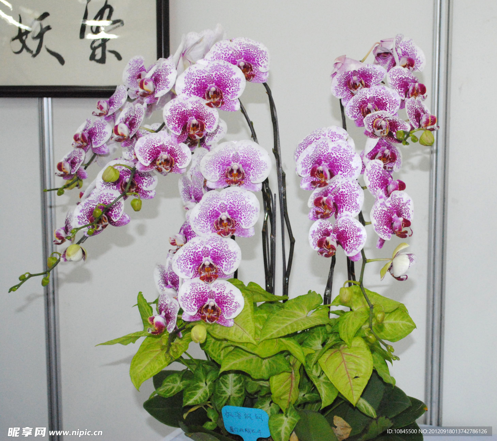 蝴蝶兰
